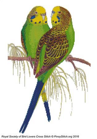 (image for) RSBL Parakeet Budgerigar